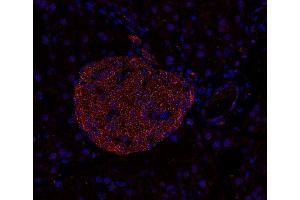 Indirect immunostaining of PFA-fixed paraffin embedded mouse pancreas section (dilution 1 : 200). (Syntaxin 7 antibody  (Cytoplasmic Domain))