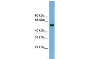 Image no. 1 for anti-CDC like Kinase 1 (CLK1) (AA 35-84) antibody (ABIN6746338) (CLK1 antibody  (AA 35-84))