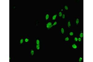 Immunofluorescent analysis of Hela cells using ABIN7160008 at dilution of 1:100 and Alexa Fluor 488-congugated AffiniPure Goat Anti-Rabbit IgG(H+L) (MAPK7 antibody  (AA 1-310))