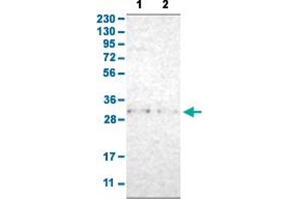 TNFAIP1 antibody  (AA 80-170)