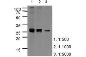 Image no. 2 for anti-Apolipoprotein A-I (APOA1) (AA 25-267) antibody (ABIN950461) (APOA1 antibody  (AA 25-267))