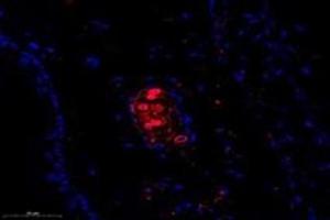Immunofluorescent analysis of paraformaldehyde-fixed mouse ear using,FLJ22167 (ABIN7073961) at dilution of 1: 1400 (FLJ22167 antibody)