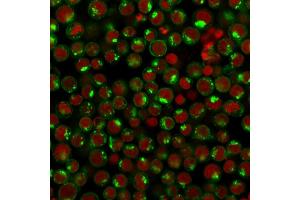 Immunofluorescence Analysis of Human Jurkat cells labeling CD71 with CD71 Mouse Monoclonal antibody (DF1513) followed by Goat anti-Mouse IgG-CF488 (Green). (Transferrin Receptor antibody)