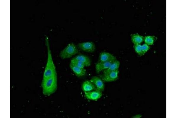 SNX15 antibody  (AA 144-321)