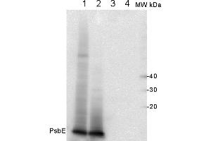 Western Blot of samples from Arabidopsis thaliana thylakoids. (PsbE antibody)