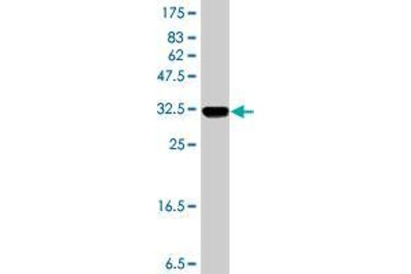 POLR3K antibody  (AA 1-108)