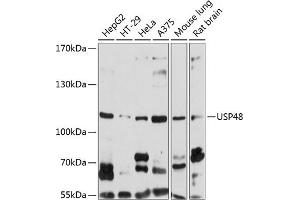 Western blot analysis of extracts of various cell lines, using USP48 antibody (ABIN6129500, ABIN6150027, ABIN6150028 and ABIN6220840) at 1:1000 dilution.