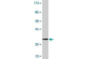 Western Blot detection against Immunogen (36. (SYNM antibody  (AA 1466-1565))