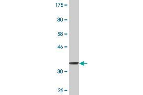 SYNM antibody  (AA 1466-1565)