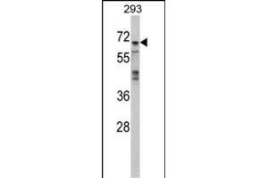 Western blot analysis of PK4 Antibody (N-term) (ABIN391465 and ABIN2837846) in 293 cell line lysates (35 μg/lane). (MAPK4 antibody  (N-Term))