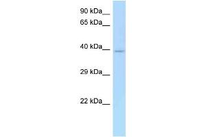 WB Suggested Anti-CD33 Antibody Titration: 1. (CD33 antibody  (N-Term))