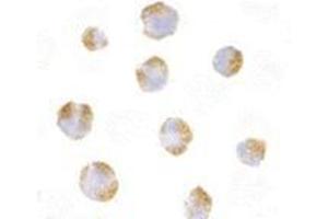 Immunofluorescence (IF) image for anti-Tumor Necrosis Factor Receptor Superfamily, Member 14 (TNFRSF14) (C-Term) antibody (ABIN500998)