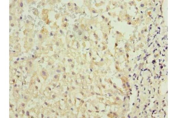 TMED2 antibody  (AA 26-111)