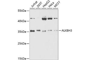 Western blot analysis of extracts of various cell lines, using  antibody (ABIN6131226, ABIN6136800, ABIN6136801 and ABIN6221496) at 1:1000 dilution. (ALKBH3 antibody  (AA 1-286))