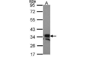 WB Image Sample (30 ug of whole cell lysate) A: Hela 10% SDS PAGE RANKL (CD254) antibody antibody diluted at 1:1000 (RANKL antibody  (C-Term))