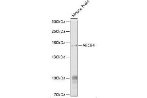 Western Blot analysis of ABCA4 expression in Mouse Brain using ABIN6136350 (ABCB4 antibody  (AA 1-110))