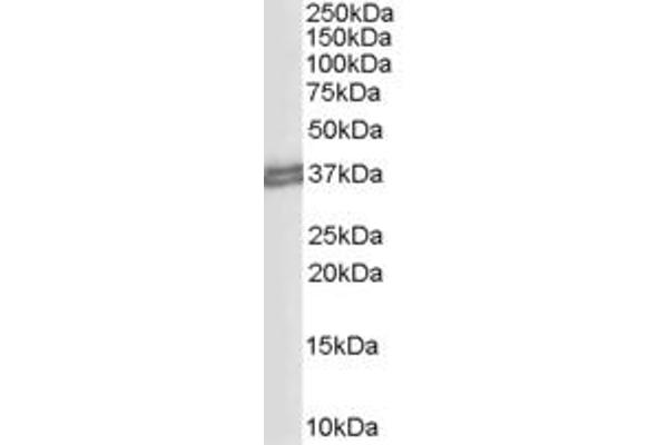 PD-L1 antibody  (C-Term)