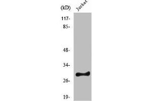 Western Blot analysis of HeLa cells using Rim4 Polyclonal Antibody (RIMS4 antibody  (Internal Region))
