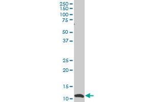 SNAPC5 antibody  (AA 1-68)