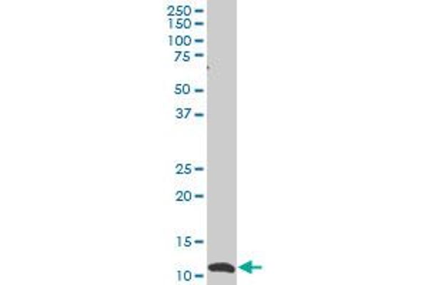 SNAPC5 antibody  (AA 1-68)