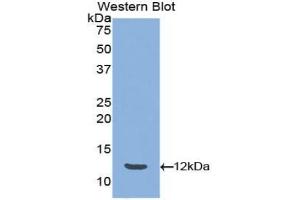 Detection of Recombinant PYY, Mouse using Polyclonal Antibody to Peptide YY (PYY) (Peptide YY antibody  (AA 30-98))