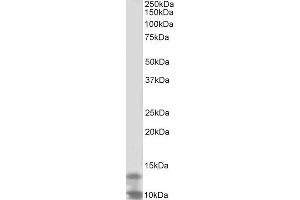 ABIN2562279 (2µg/ml) staining of K562 lysate (35µg protein in RIPA buffer). (DPM3 antibody  (Internal Region))