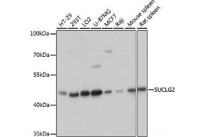 Western blot analysis of extracts of various cell lines using SUCLG2 Polyclonal Antibody at dilution of 1:3000. (SUCLG2 antibody)