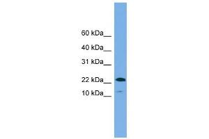WFDC1 antibody used at 1 ug/ml to detect target protein. (WFDC1 antibody  (N-Term))