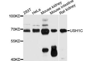 Western blot analysis of extracts of various cell lines, using USH1C antibody. (USH1C antibody)