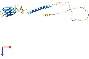 Fibronectin Type III Domain Containing 9 (FNDC9) (AA 1-224) protein (His tag)
