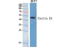 Western Blot (WB) analysis of specific cells using Cyclin E1 Polyclonal Antibody. (Cyclin E1 antibody  (Internal Region))