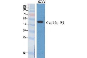 Western Blot (WB) analysis of specific cells using Cyclin E1 Polyclonal Antibody.