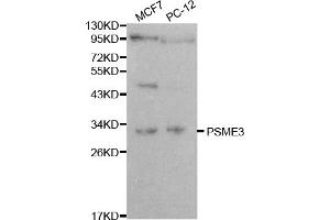 Western blot analysis of extracts of various cell lines, using PSME3 antibody. (PSME3 antibody)