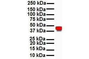 Western Blotting (WB) image for anti-Keratin 18 (KRT18) (C-Term) antibody (ABIN2778670)