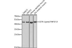 Western blot analysis of extracts of various cell lines, using GITR Ligand/TNFSF18 antibody (ABIN6129155, ABIN6149347, ABIN6149348 and ABIN6222807) at 1:1000 dilution. (TNFSF18 antibody  (AA 72-199))