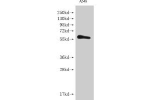 Western blot All lanes: IFNLR1 antibody at 3.