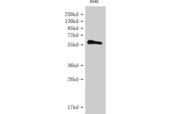 IL28RA antibody  (AA 21-228)