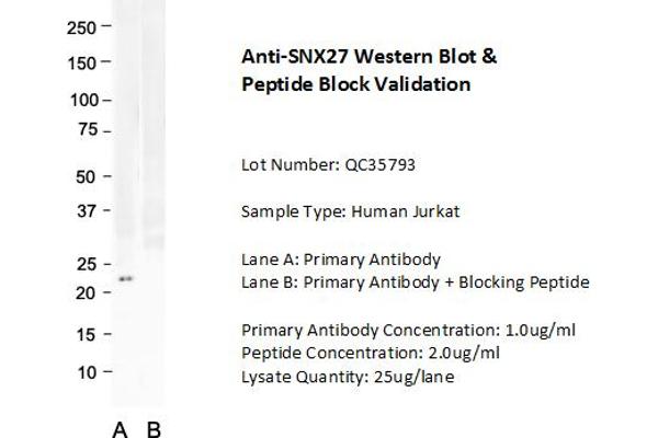 SNX27 anticorps  (C-Term)