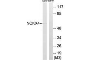 Western Blotting (WB) image for anti-Solute Carrier Family 24 (Sodium/potassium/calcium Exchanger), Member 4 (Slc24a4) (AA 328-377) antibody (ABIN2890647) (SLC24A4 antibody  (AA 328-377))