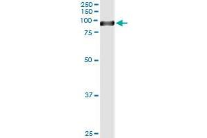 Immunoprecipitation of STAT4 transfected lysate using anti-STAT4 monoclonal antibody and Protein A Magnetic Bead , and immunoblotted with STAT4 MaxPab rabbit polyclonal antibody. (STAT4 antibody  (AA 1-748))