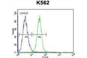 Flow cytometric analysis of K562 cells (right histogram) compared to a negative control cell (left histogram) using SERPINB4 / SCCA2  Antibody (C-term), followed by FITC-conjugated goat-anti-rabbit secondary antibodies. (SERPINB4 antibody  (C-Term))