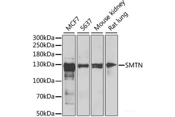 Smoothelin antibody