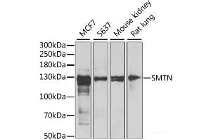 Western blot analysis of extracts of various cell lines using SMTN Polyclonal Antibody at dilution of 1:1000. (Smoothelin antibody)