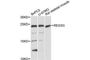 Western blot analysis of extracts of various cell lines, using REG3G antibody.
