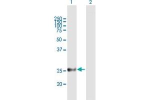 Western Blot analysis of MREG expression in transfected 293T cell line by MREG MaxPab polyclonal antibody. (MREG antibody  (AA 1-214))