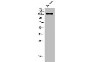Western Blot analysis of Jurkat cells using GPRC6A Polyclonal Antibody (GPRC6A antibody  (Internal Region))