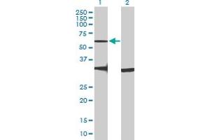 Western Blot analysis of GPR176 expression in transfected 293T cell line by GPR176 MaxPab polyclonal antibody. (GPR176 antibody  (AA 1-515))