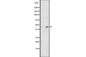 Western blot analysis of GPR137B expression in HepG2 cell lysate ;,The lane on the left is treated with the antigen-specific peptide. (GPR137B antibody  (C-Term))