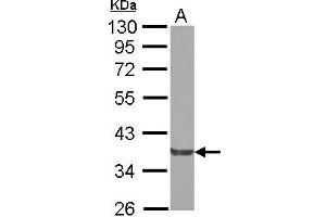 Western Blotting (WB) image for anti-NCK Adaptor Protein 2 (NCK2) (AA 1-286) antibody (ABIN1499653) (NCK2 antibody  (AA 1-286))