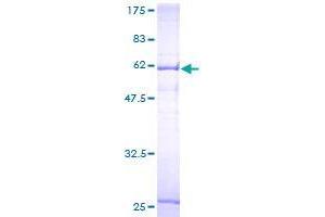 SLC25A45 Protein (AA 1-335) (GST tag)